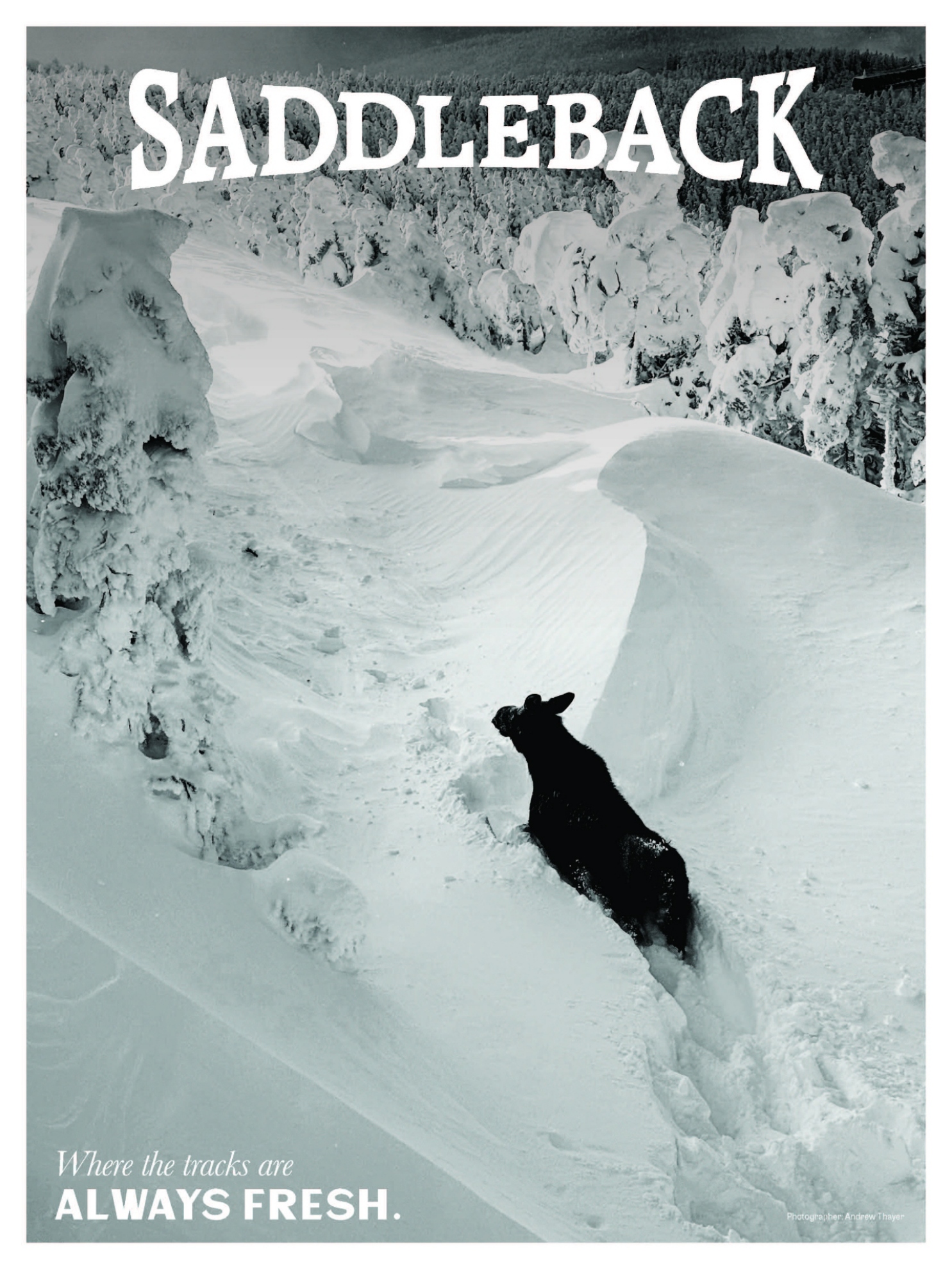 Picture of Fresh Moose Tracks Poster